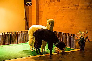 《帕斯卡契约：终极版》追加内容《皇座之舞》现已免费更新，NS版港日服打折促销